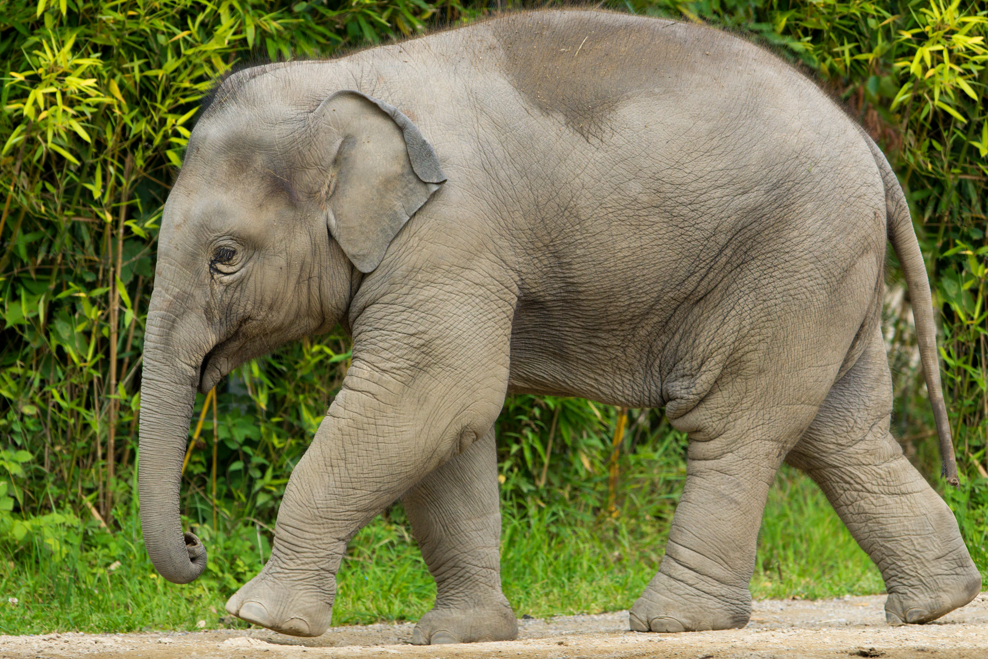 Baby Elephant walking. 