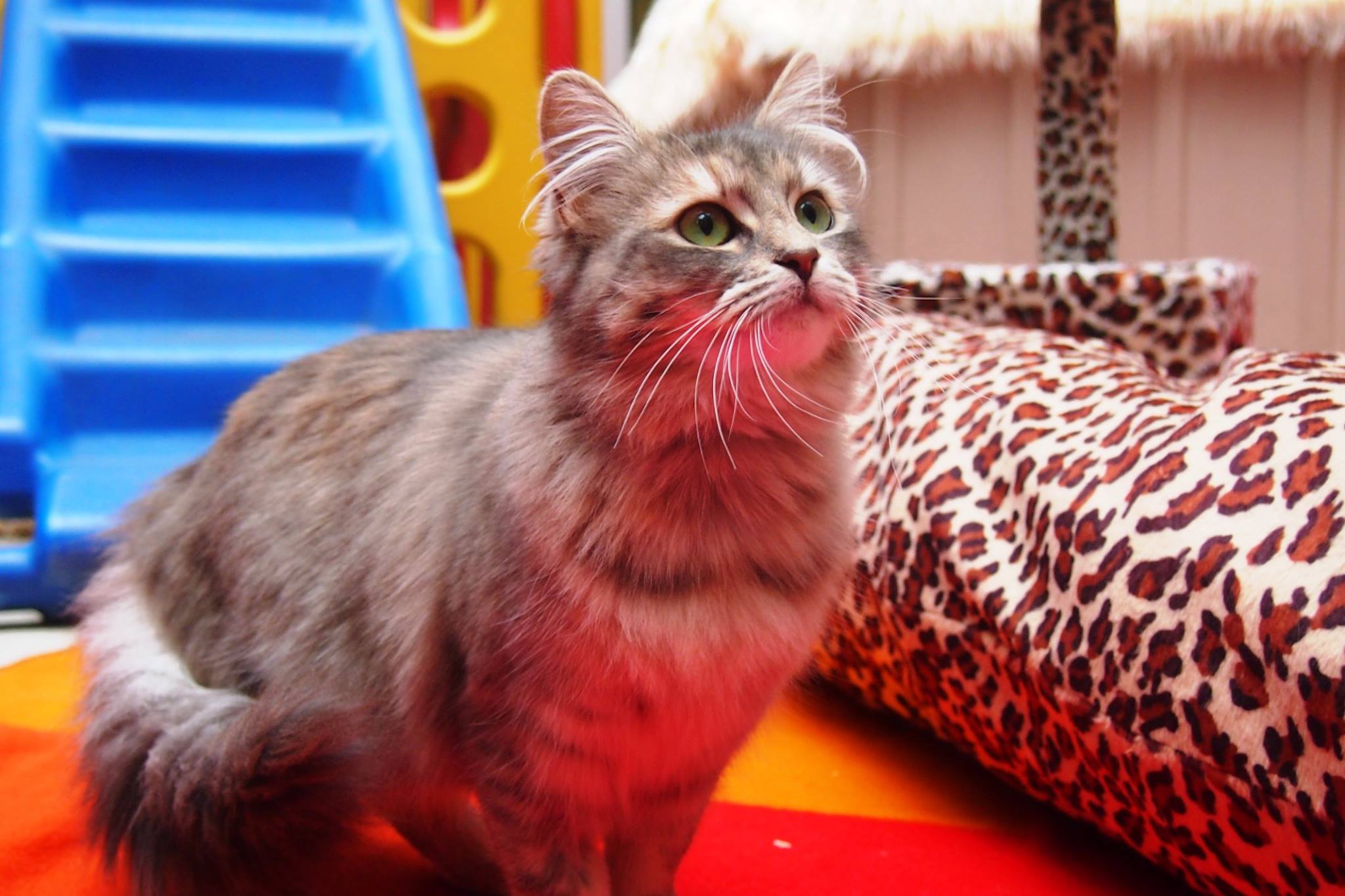 Why You Skip Tokyo's Bunny and Owl Cafes, And Visit These Ethical Animal Cafes Instead WanderLuxe