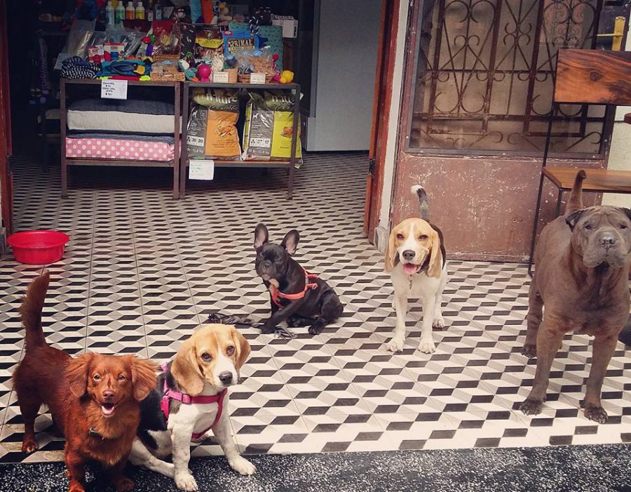 Why You Skip Tokyo's Bunny and Owl Cafes, And Visit These Ethical Animal Cafes Instead WanderLuxe