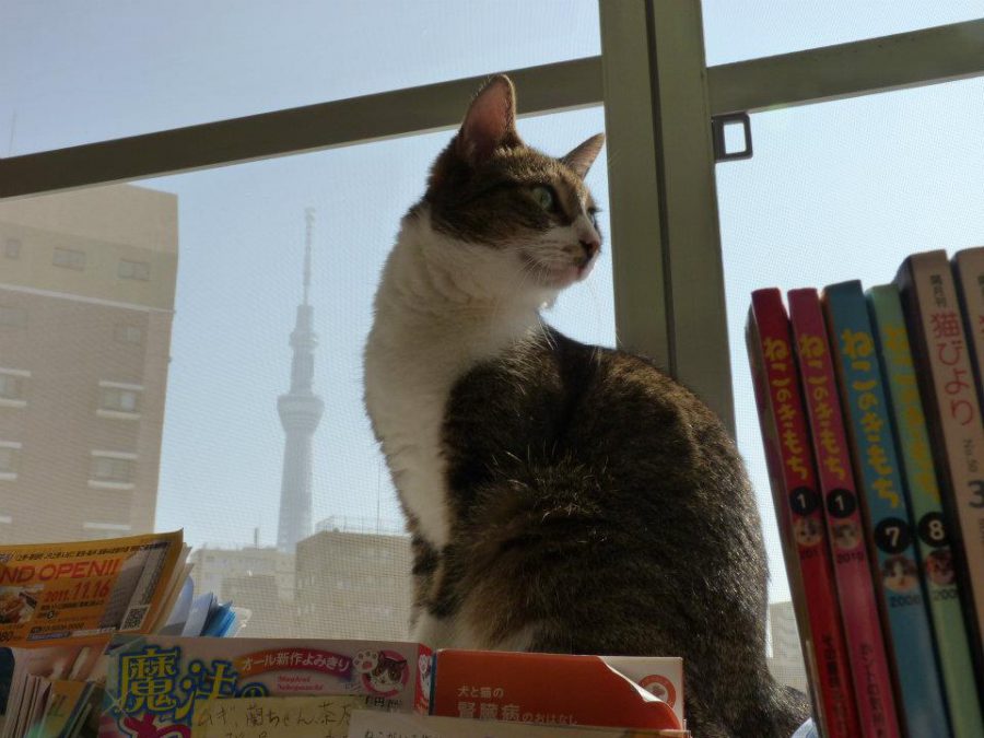 Why You Skip Tokyo's Bunny and Owl Cafes, And Visit These Ethical Animal Cafes Instead WanderLuxe