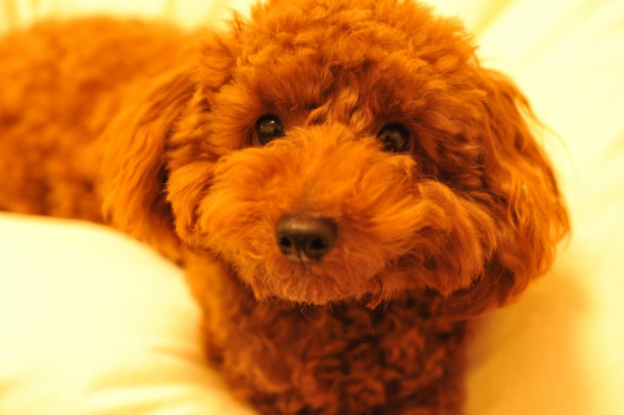 Why You Skip Tokyo's Bunny and Owl Cafes, And Visit These Ethical Animal Cafes Instead WanderLuxe