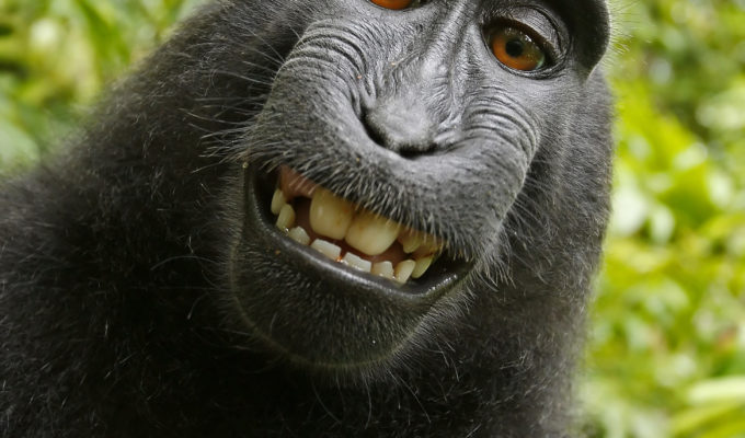This Week in Travel: The Monkey Selfie Lawsuit Has Finally Reached a Settlement