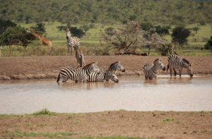 Top 5 African Safari Tours and Travel Tips - WanderLuxe