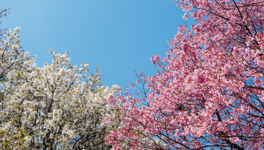 Get your selfie stick ready, the 2018 cherry blossom forecast is out