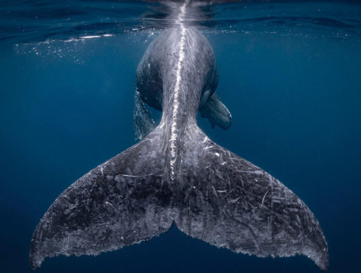 Humpback whale calf tail