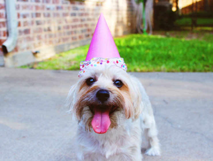 Party dog