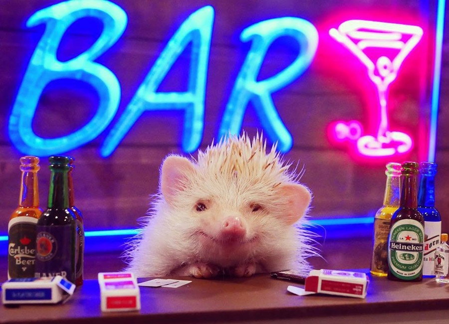 the hedgehog bar and kitchen