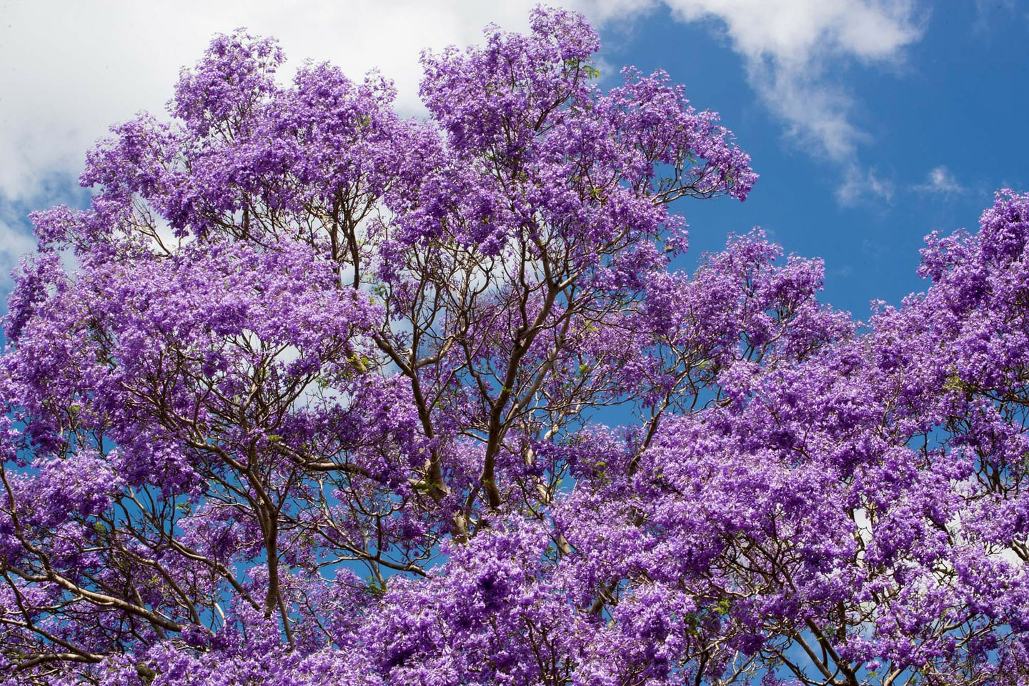 Best places to see Jacaranda trees in New South Wales WanderLuxe.