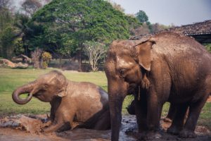 Visit an elephant sanctuary in Koh Samui